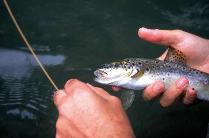 Relaxed Fishing